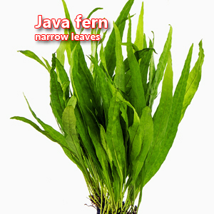 Java fern narrow leaves